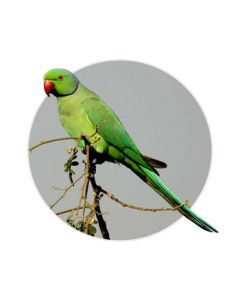 Ring Neck  AZUL, VERDE ,ALBINO MACHOS E FÊMEAS 